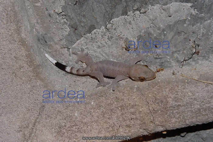 : Wood Slave Gecko : Wood Slave Gecko