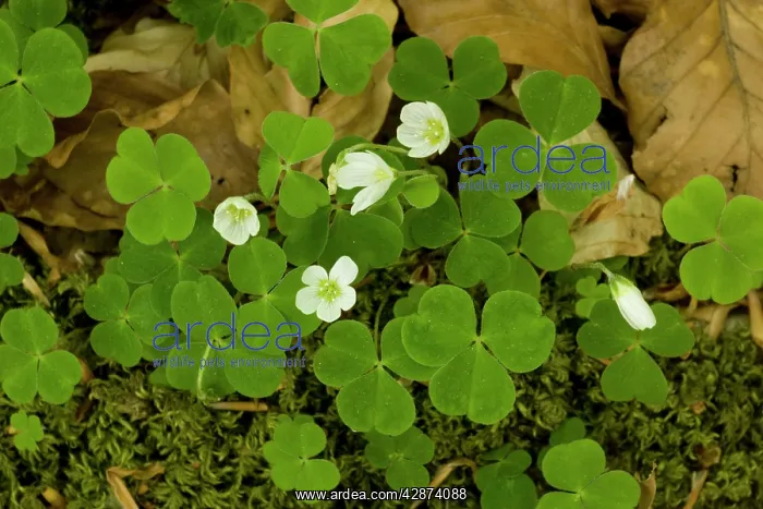 : Wood sorrel : Wood sorrel