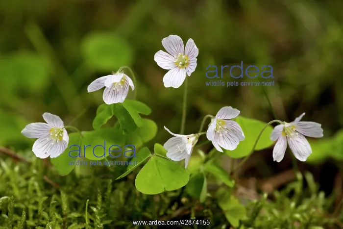 : Wood sorrel : Wood sorrel