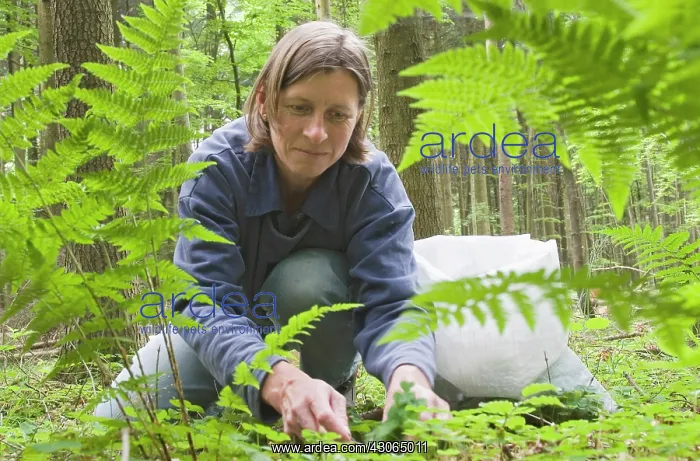 : Wood sorrel : Wood sorrel