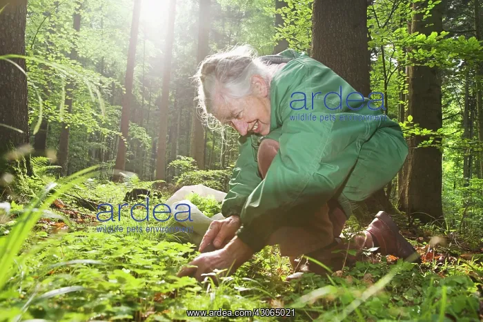 : Wood sorrel : Wood sorrel