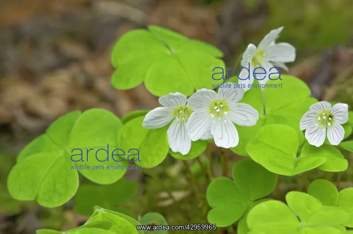 : Wood-Sorrel - close up of flower and leaves : Wood-Sorrel - close up of flower and leaves