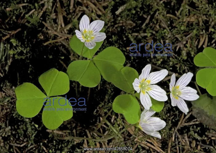 : Wood sorrel in flower : Wood sorrel in flower