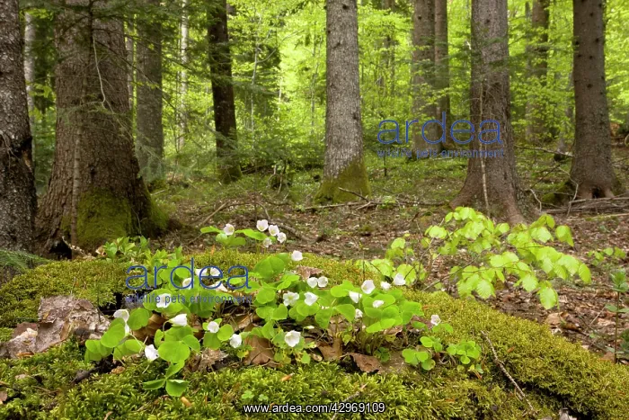 : Wood Sorrel - in flower in spring - in deciduous : Wood Sorrel - in flower in spring - in deciduous