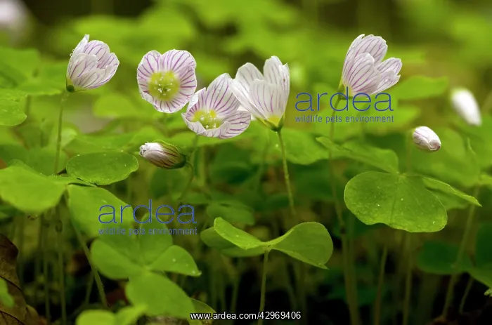 : Wood Sorrel - in flower in spring in deciduous woodland : Wood Sorrel - in flower in spring in deciduous woodland