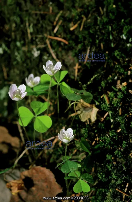 : Wood sorrel - flowering in spring : Wood sorrel - flowering in spring