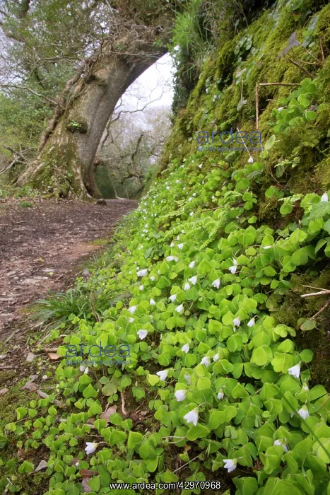 : Wood Sorrel - King's Wodd : Wood Sorrel - King's Wodd