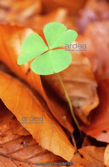  : Wood Sorrel - new shoot among old Beech leaves