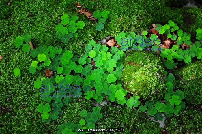 : Wood sorrel (Oxalis acetolsella) clover leaves : Wood sorrel (Oxalis acetolsella) clover leaves