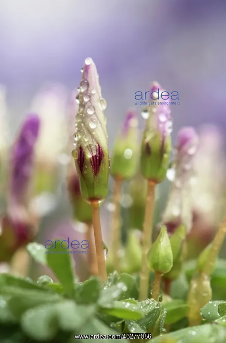 : Wood sorrel, Violet wood sorrel, Oxalis violacea : Wood sorrel, Violet wood sorrel, Oxalis violacea