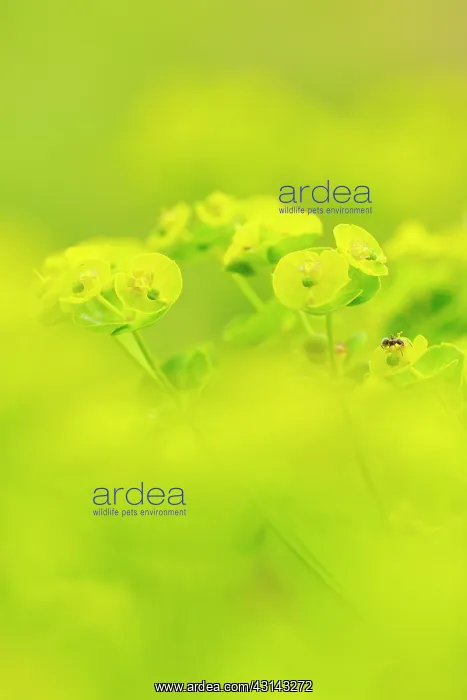 : Wood Spurge : Wood Spurge