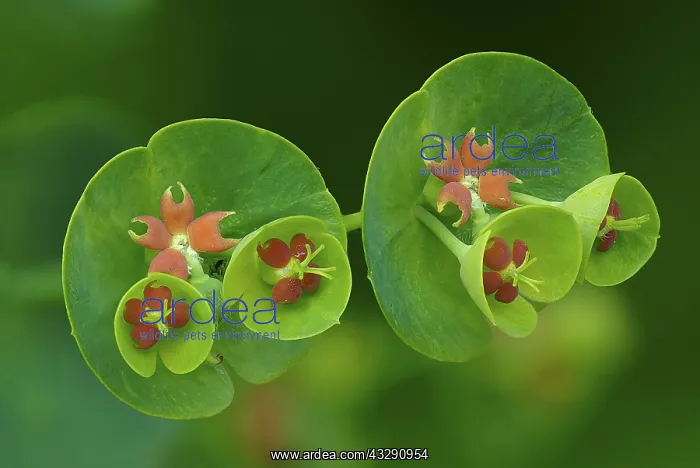 : Wood Spurge (Euphorbia amygdaloides) close up o : Wood Spurge (Euphorbia amygdaloides) close up o