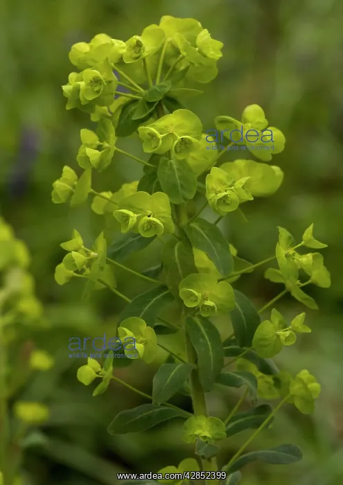 : Wood spurge - in flower : Wood spurge - in flower