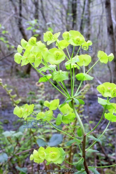: Wood Spurge Flowers : Wood Spurge Flowers