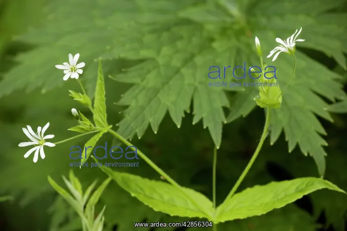  : Wood stitchwort in flower