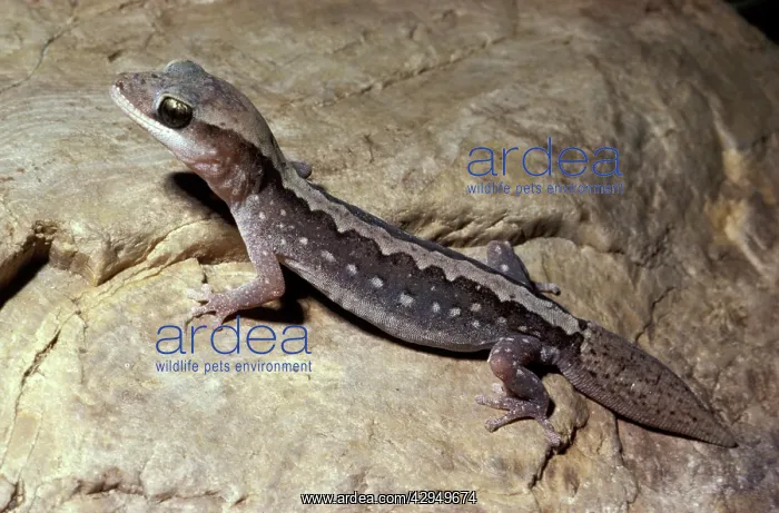: Wood / Stone gecko : Wood / Stone gecko