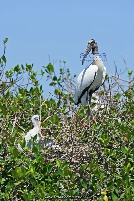 : Wood Stork : Wood Stork