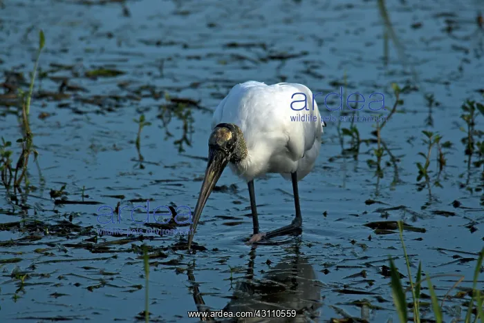 : Wood Stork : Wood Stork