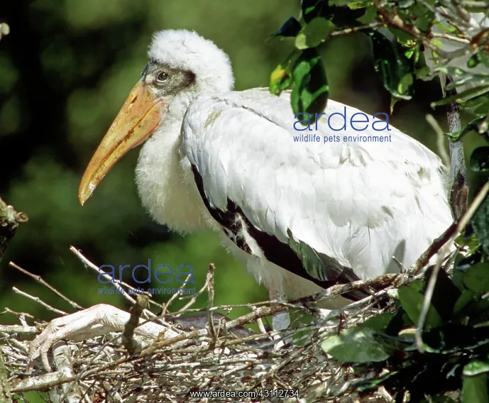 : Wood Stork : Wood Stork