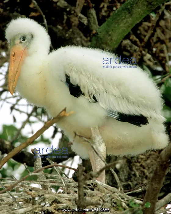 : Wood Stork : Wood Stork