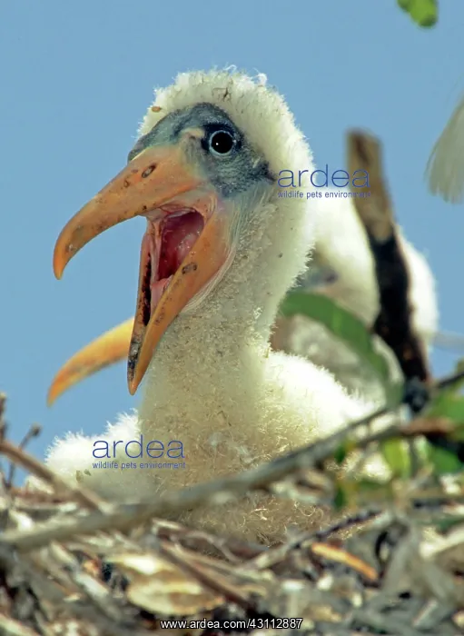 : Wood Stork : Wood Stork