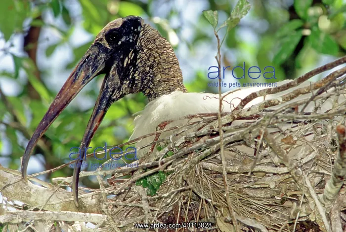 : Wood Stork : Wood Stork