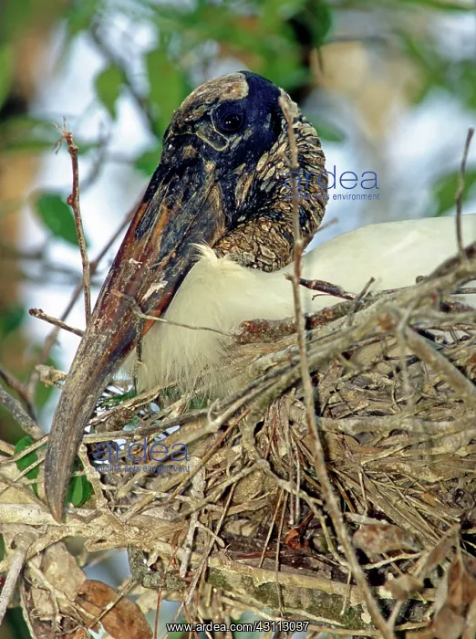 : Wood Stork : Wood Stork