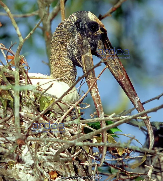 : Wood Stork : Wood Stork