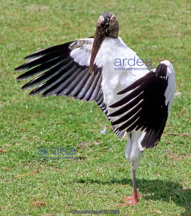 : Wood Stork : Wood Stork