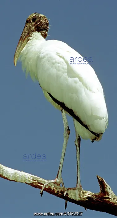: Wood Stork : Wood Stork