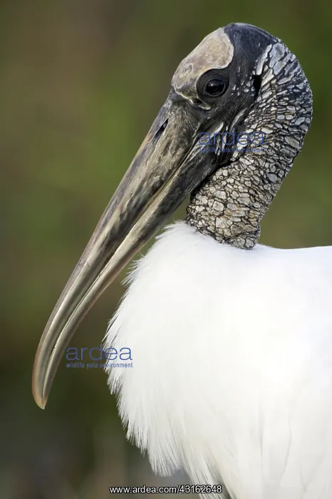 : Wood Stork : Wood Stork