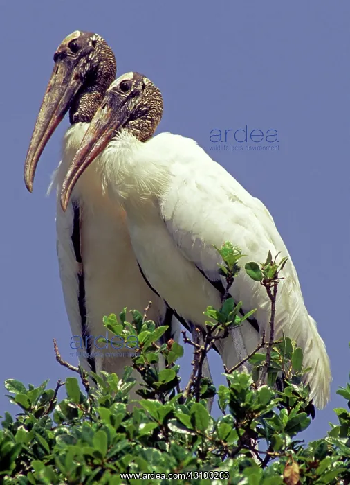 : Wood Stork adult pair in nest : Wood Stork adult pair in nest