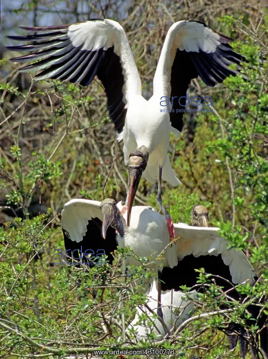 : Wood Stork adults mating : Wood Stork adults mating