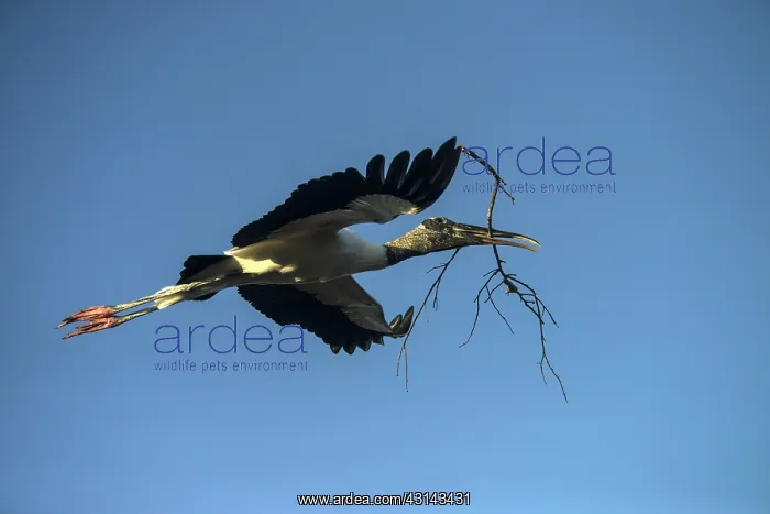 : Wood Stork Carrying Branch for Nesting : Wood Stork Carrying Branch for Nesting