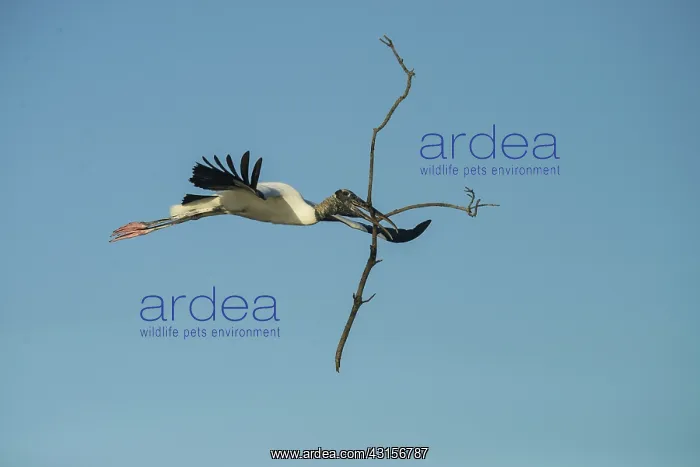 : Wood Stork Carrying Branch for Nesting : Wood Stork Carrying Branch for Nesting
