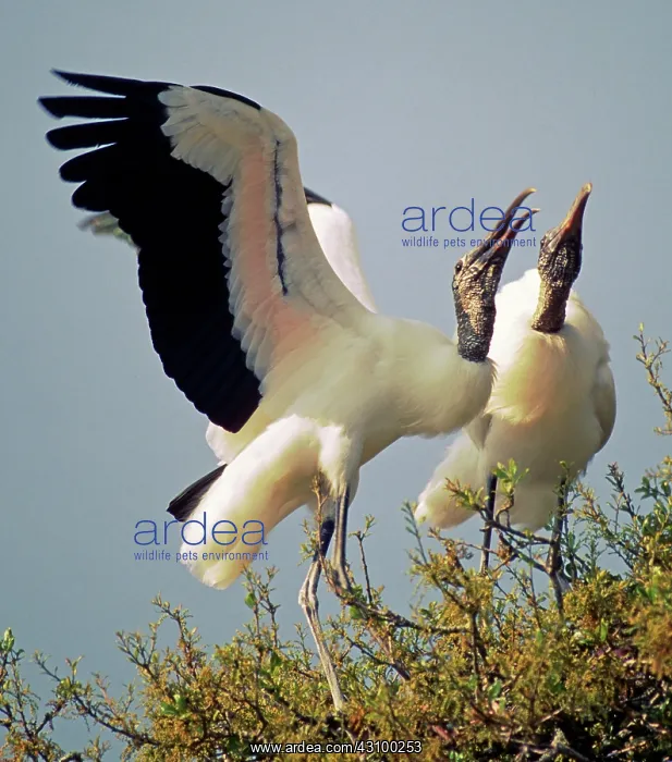 : Wood Stork courtship display : Wood Stork courtship display