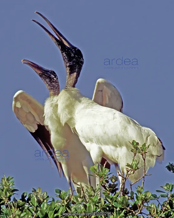 : Wood Stork courtship display : Wood Stork courtship display