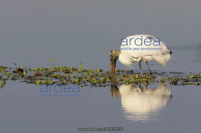 : Wood Stork feeding : Wood Stork feeding