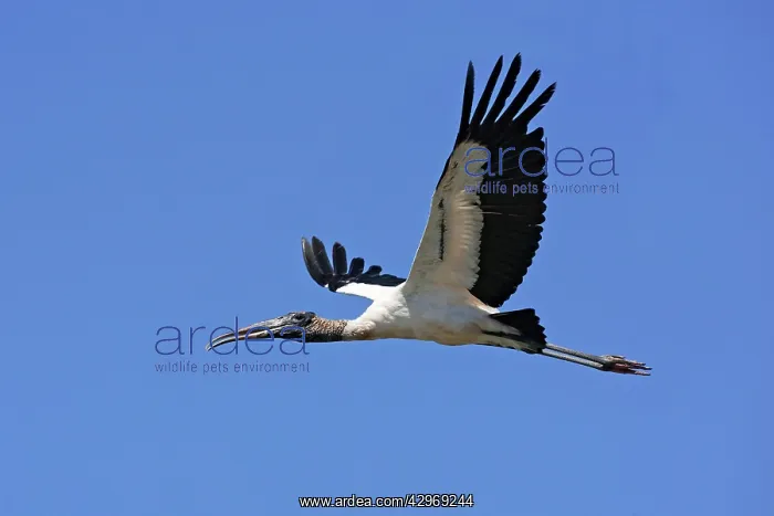 : Wood Stork in flight : Wood Stork in flight