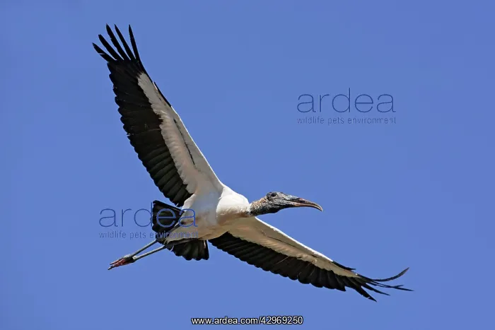 : Wood Stork in flight : Wood Stork in flight