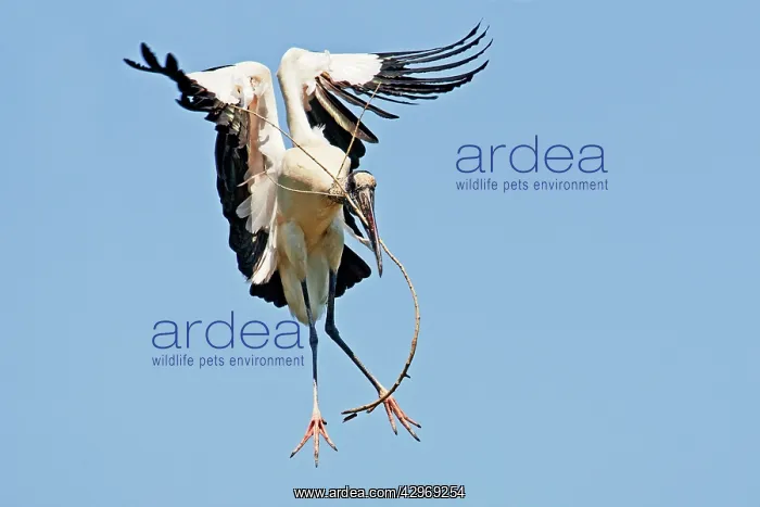: Wood Stork in flight : Wood Stork in flight