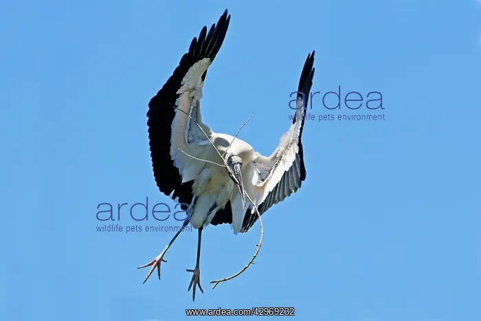 : Wood Stork in flight with nest material : Wood Stork in flight with nest material