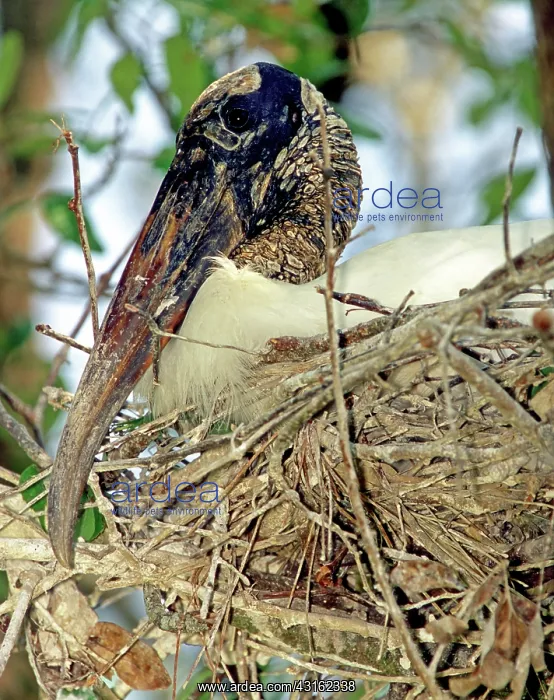 : Wood Stork incubating eggs : Wood Stork incubating eggs