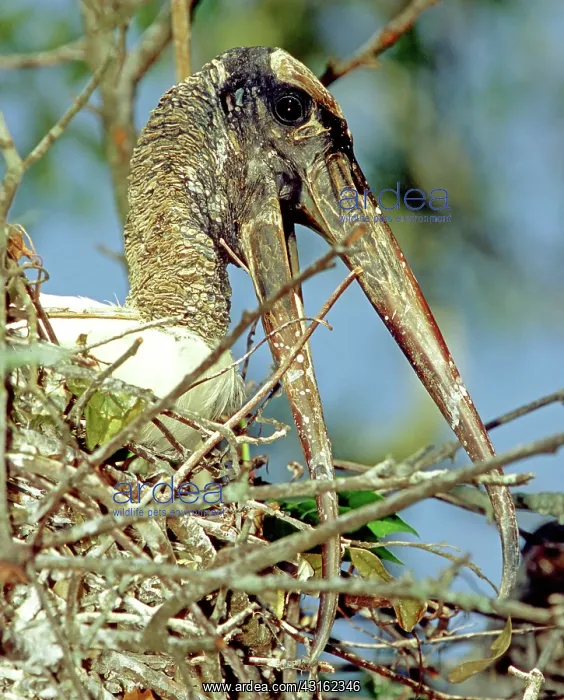 : Wood Stork incubating eggs : Wood Stork incubating eggs
