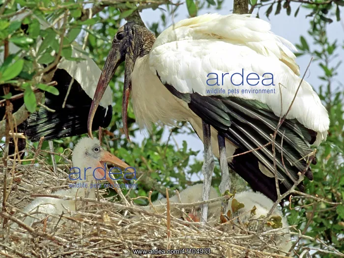 : Wood Stork (Mycteria americana) : Wood Stork (Mycteria americana)