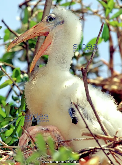 : Wood Stork (Mycteria americana) : Wood Stork (Mycteria americana)