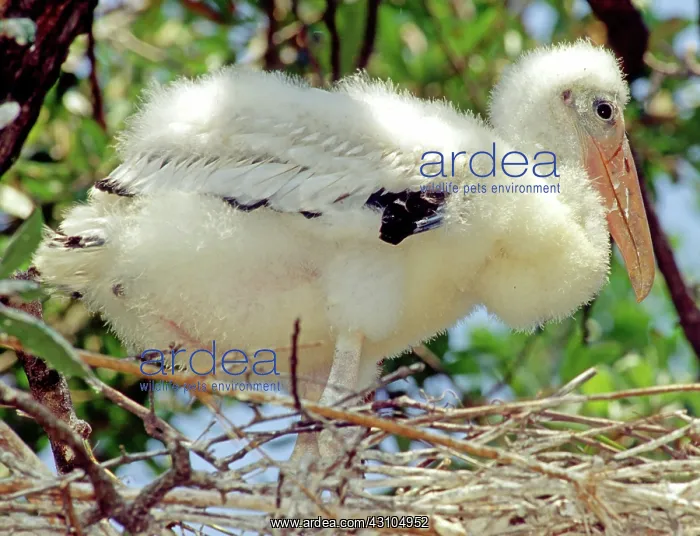 : Wood Stork (Mycteria americana) : Wood Stork (Mycteria americana)