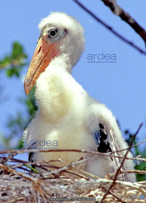 : Wood Stork (Mycteria americana) : Wood Stork (Mycteria americana)