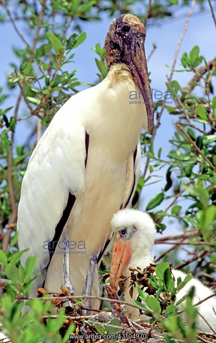 : Wood Stork (Mycteria americana) : Wood Stork (Mycteria americana)