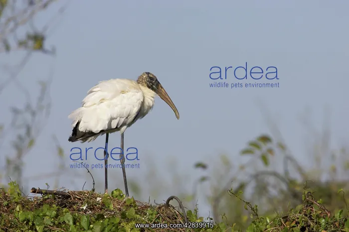 : Wood Stork - On nest : Wood Stork - On nest